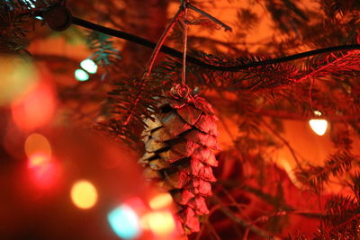 Close-up of illuminated christmas tree