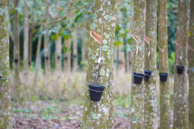 Close-up of bamboo on tree trunk in forest