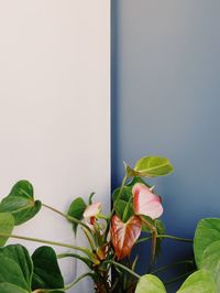 Close-up of plant against blurred background