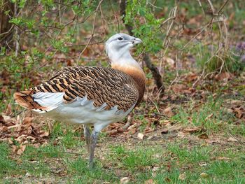 Bird perching on grass