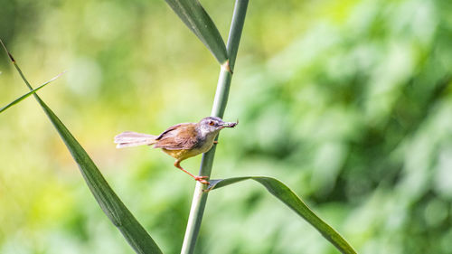 Close-up of bird perching on plant