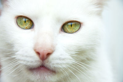 Close-up portrait of white cat