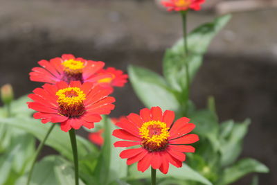 Close-up of red and orange flower