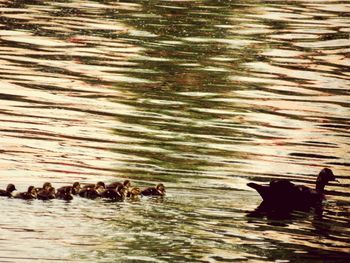 Ducks swimming in lake