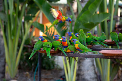 Close-up of parrot perching on plant