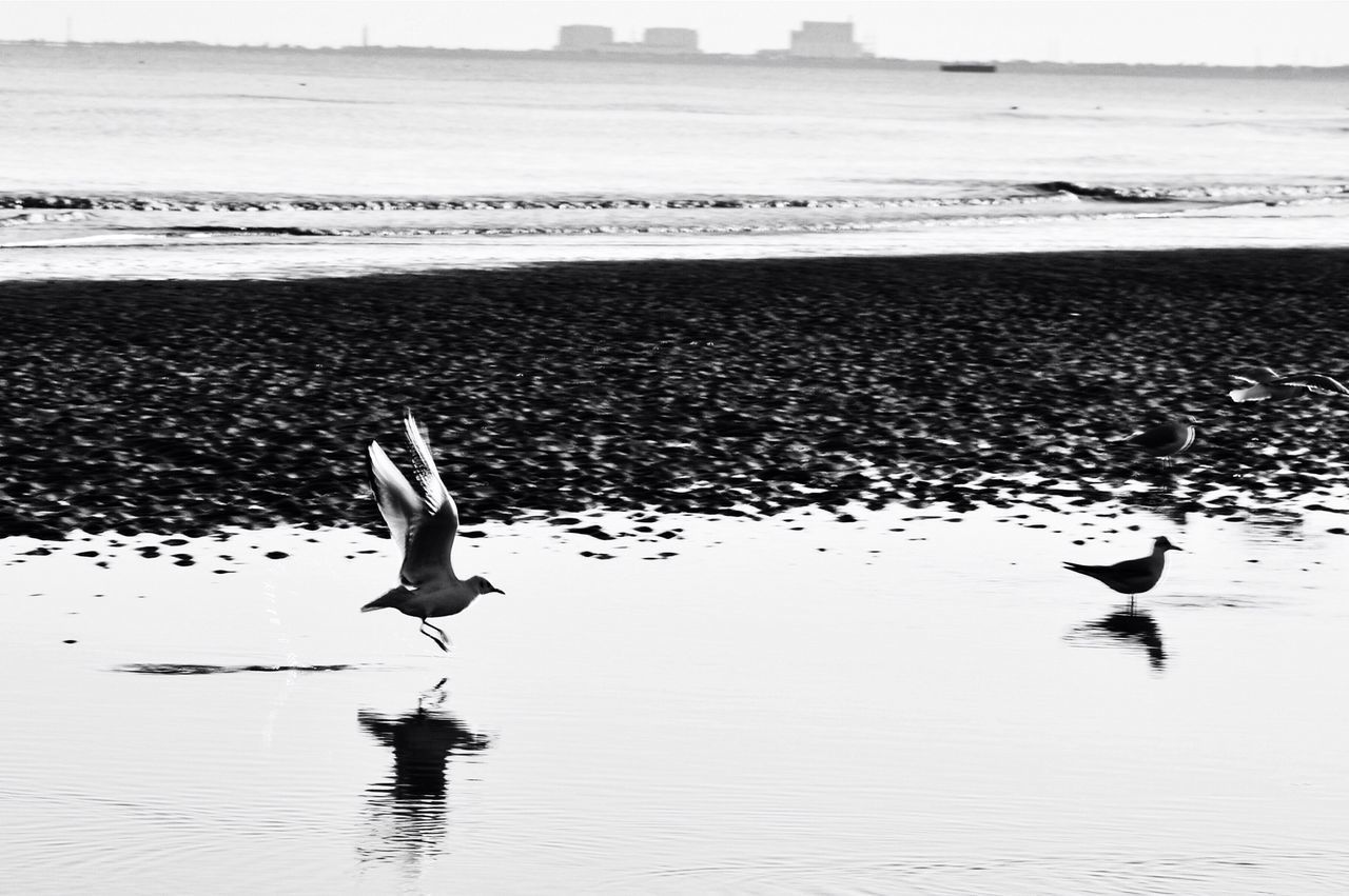 bird, animals in the wild, water, animal themes, wildlife, sea, beach, seagull, flying, spread wings, shore, sand, nature, waterfront, beauty in nature, horizon over water, outdoors, wave, day, tranquility