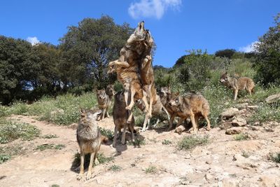 Low angle view of wolfs on mountain against blue sky