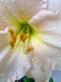 Close-up of wet flower