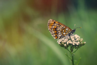 Close-up of butterfly pollinating flower