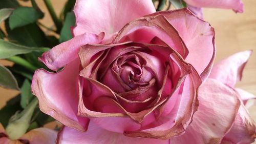 Close-up of pink rose