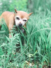 Dog in a field