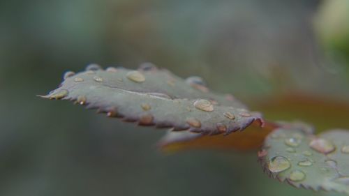 Close-up of water drop on leaf