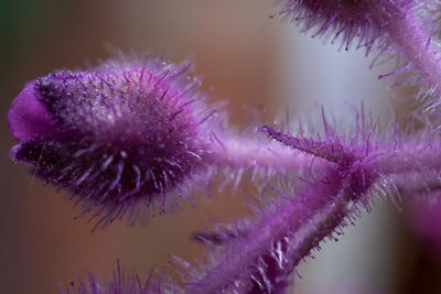 Close-up of purple flowers