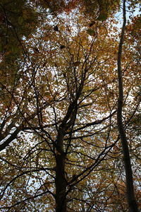 Low angle view of trees in forest against sky