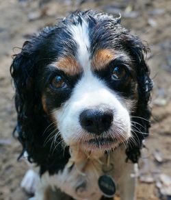 Close-up portrait of cavalier king charles spaniel on field
