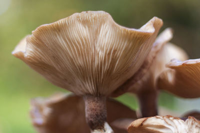 Close-up of mushroom