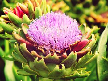 Close-up of pink flowers