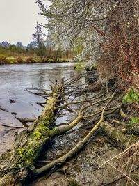 View of river flowing through forest