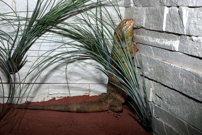 High angle view of plants on wall