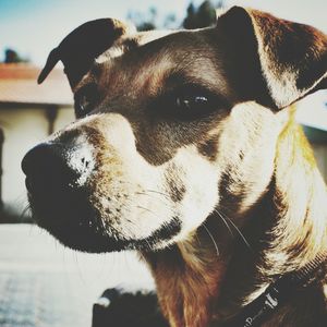 Close-up of a dog
