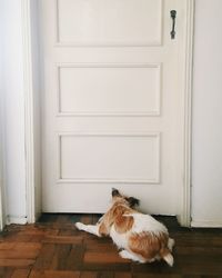 High angle view of dog lying at doorway