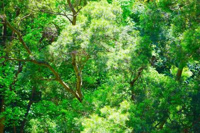 Trees in forest