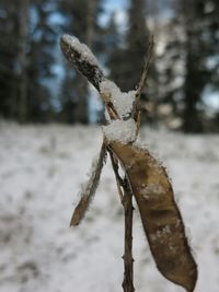 Close-up of dead tree