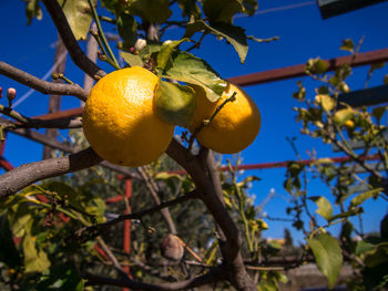 Low angle view of oranges hanging on tree