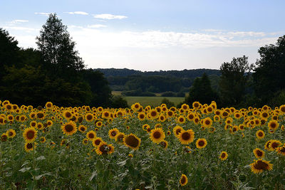 Scenic view of sunflower field against sky