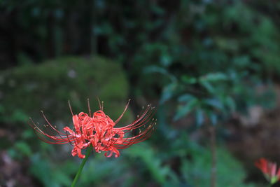 Close-up of red flowering plant