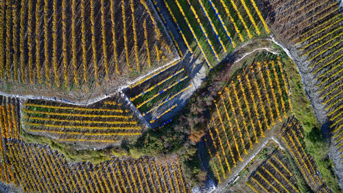 High angle view of agricultural field