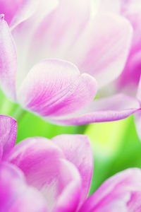 Close-up of pink flower