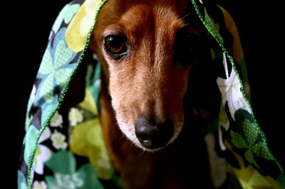 Close-up portrait of dog looking at camera