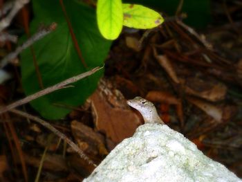Close-up of lizard on plant