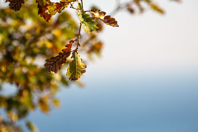 Close-up of flowering plant against clear sky