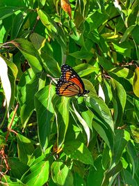 Butterfly on leaf