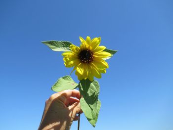 Hand holding sunflower against blue sky