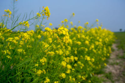 Close-up of fresh yellow flowering plants on field