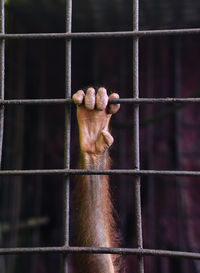 Cropped hand of monkey holding cage