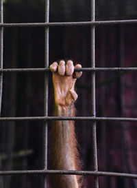 Cropped hand of monkey holding cage