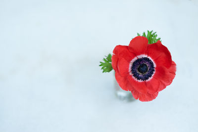 Close-up of red poppy flower