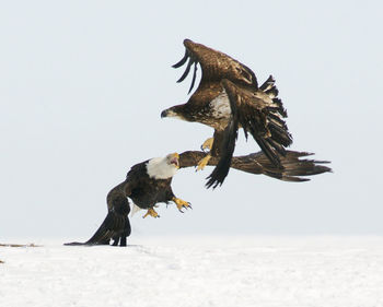 Eagles fighting over snow covered field against sky