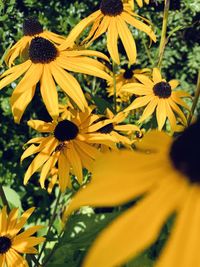 Close-up of yellow flowering plant