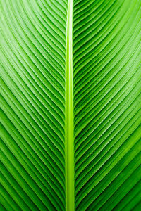 Texture on surface of cigar plant leaf, green background