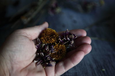 Cropped hand holding dry flower