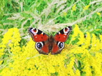 Close-up of butterfly on yellow flower