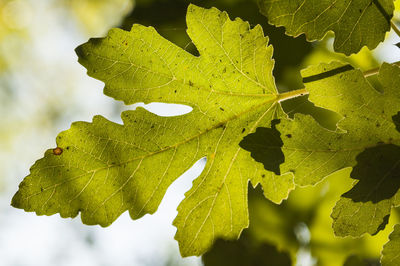 Close-up of green leaves