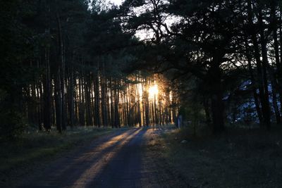 Road amidst trees in forest