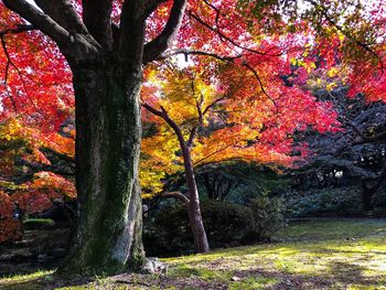 Trees against sky during autumn