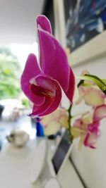 Close-up of pink flower vase on table